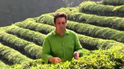 Green Tea Plantation