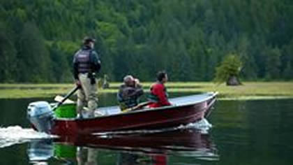 Twilight bear viewing session