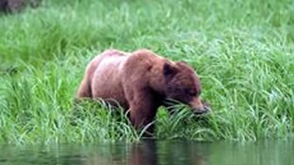 Grizzly Bear day sighting tour