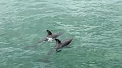 Kaikoura Whale Watching